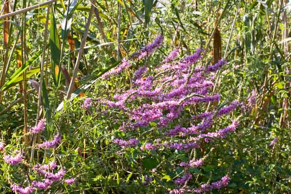 Lythrum salicaria